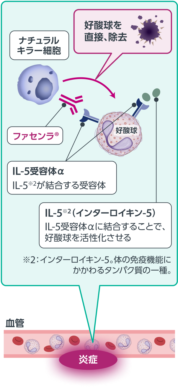 ファセンラ®によって好酸球が除去される仕組み（作用機序）1-4）