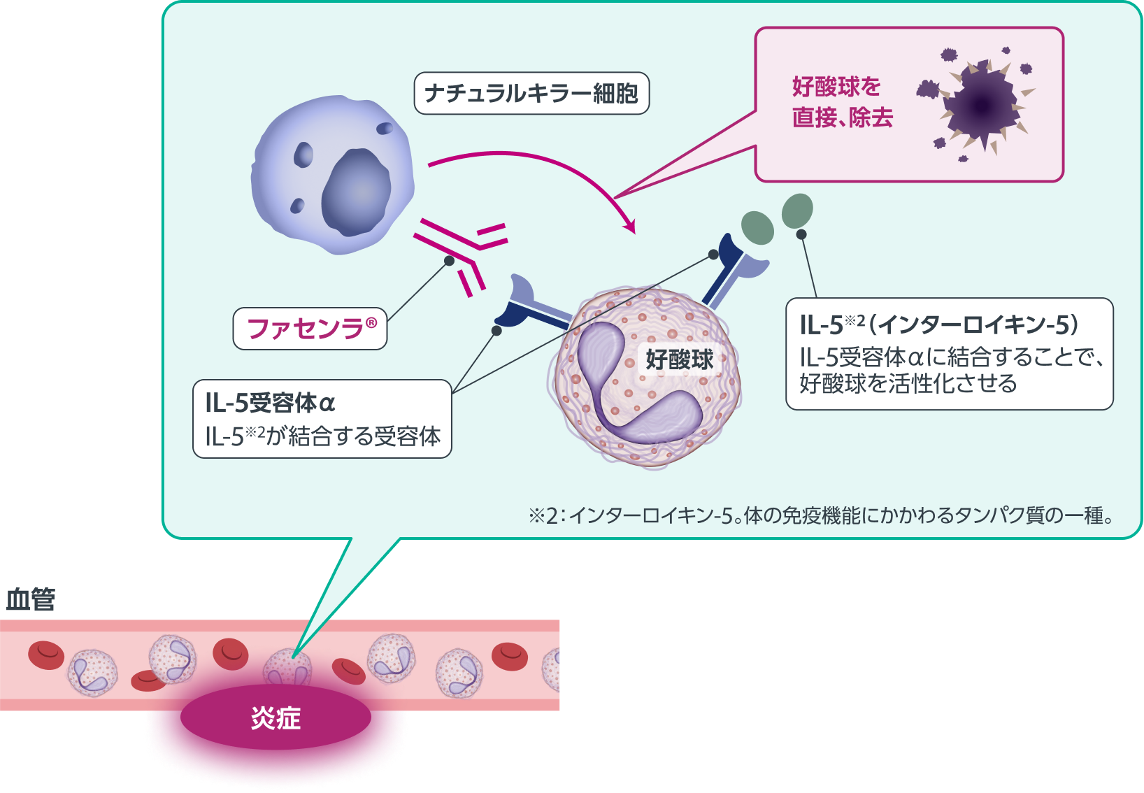 ファセンラ®によって好酸球が除去される仕組み（作用機序）1-4）