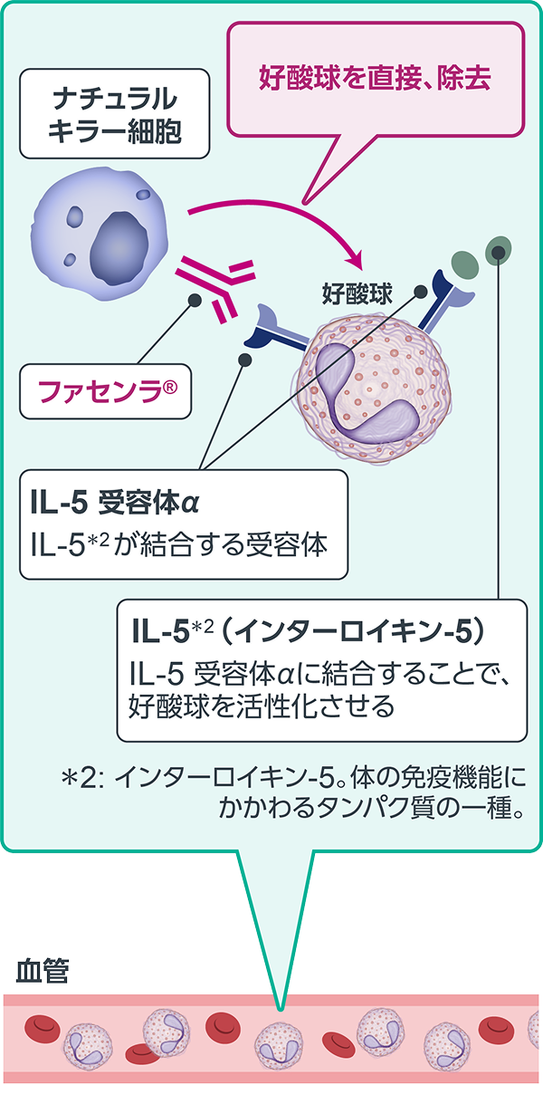 画像 ファセンラ&reg;によって好酸球が除去される仕組み1-4）