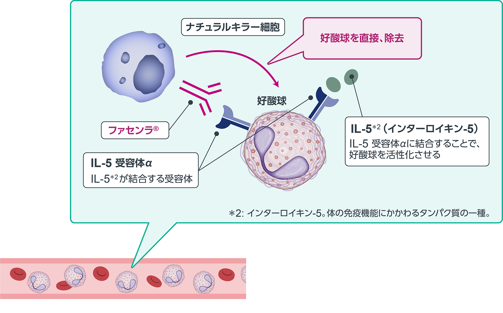 画像 ファセンラ&reg;によって好酸球が除去される仕組み1-4）